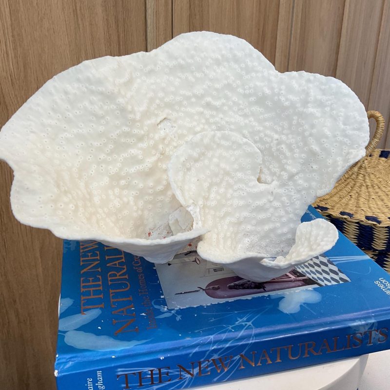 Natural Spiral Cup Coral Fossil: 11" x 8" x 7" Coastal Beach House White Décor