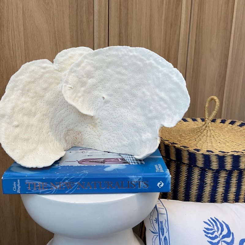 Natural Spiral Cup Coral Fossil: 12" x 6" x 8" Coastal Beach House White Décor