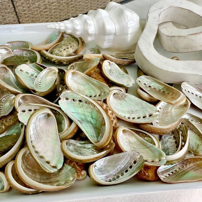 Donkey Ear Abalone Shells: 1.5-3" *You Choose Quantity* Green Silver Craft Seashells