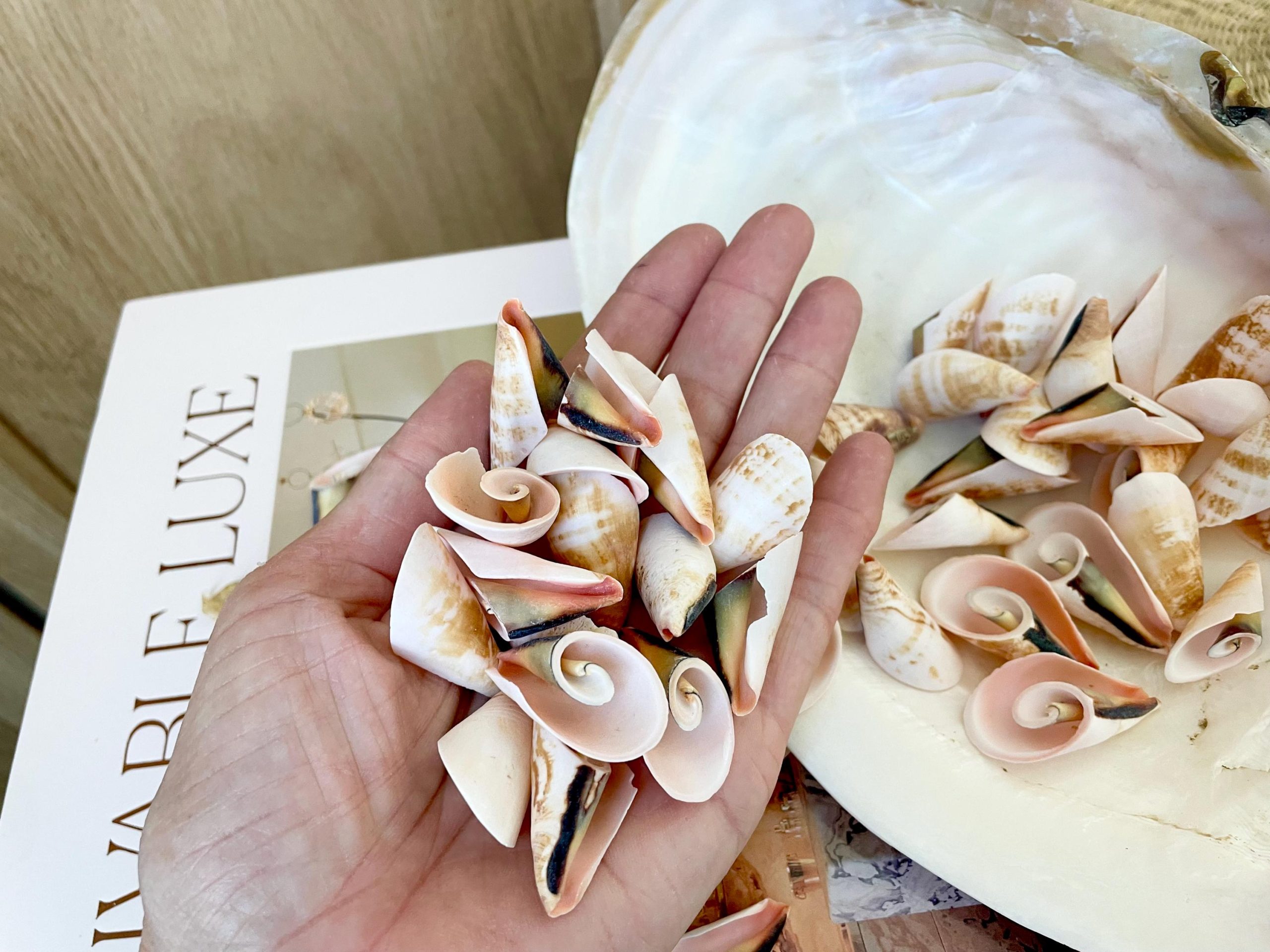 PINK LILY CUT Shells 1.25"-1.75" Long *You Choose Quantity* Slices Craft Seashells - Image 2