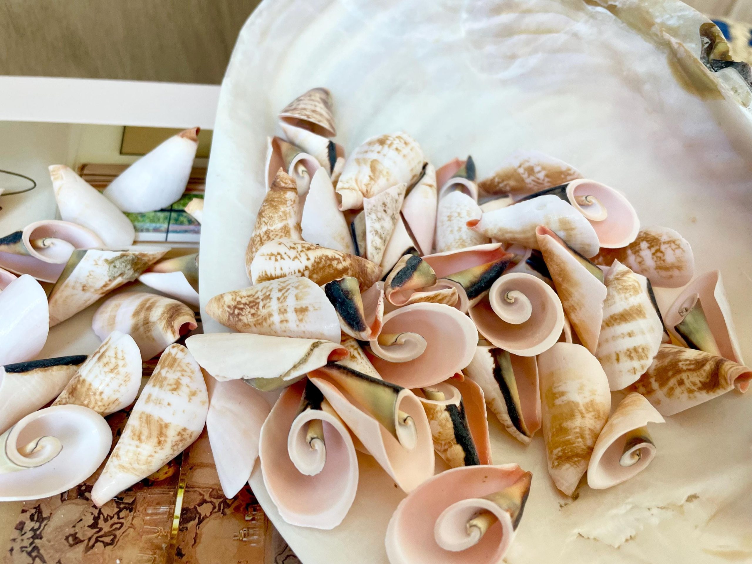 PINK LILY CUT Shells 1.25"-1.75" Long *You Choose Quantity* Slices Craft Seashells - Image 3