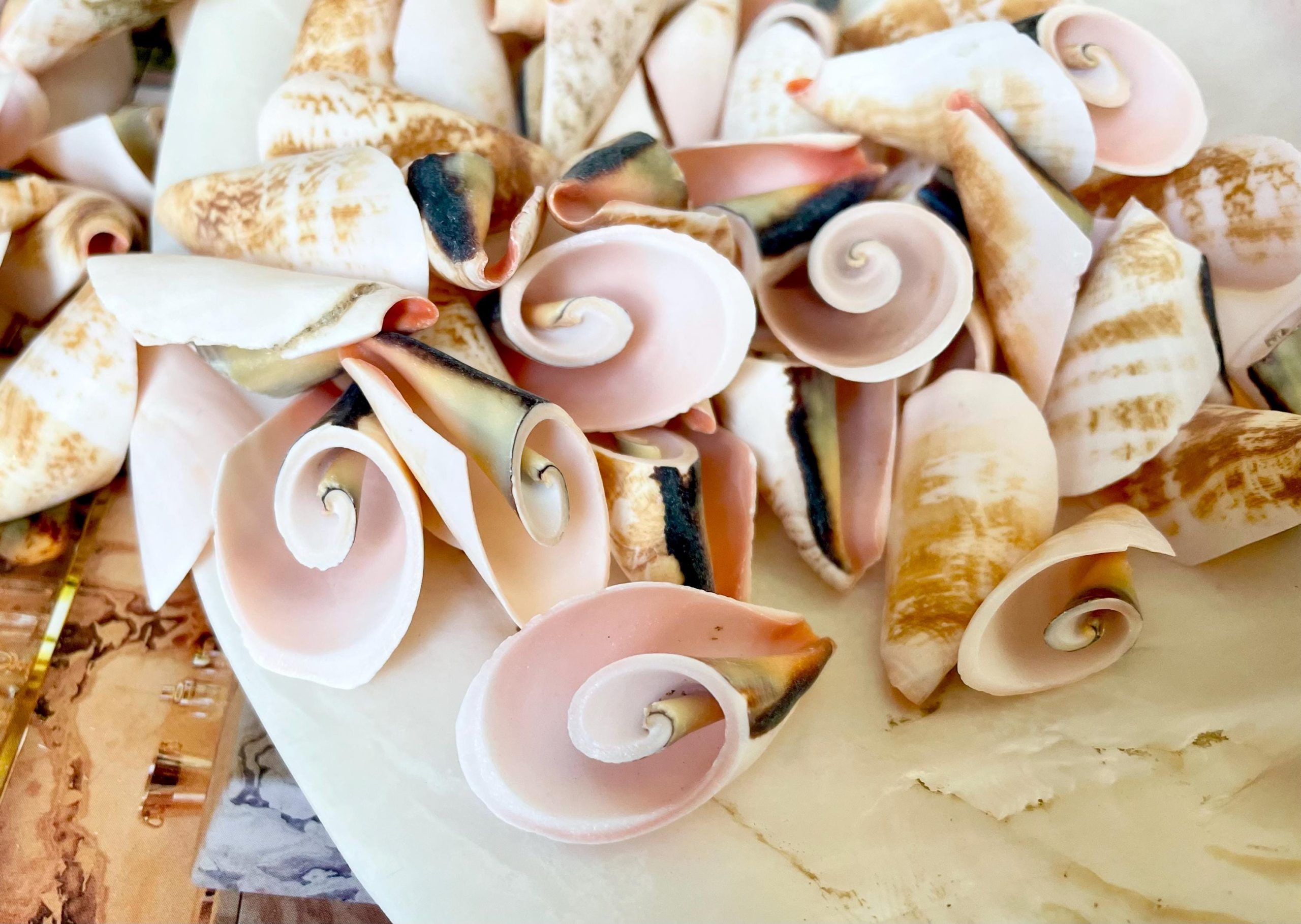 PINK LILY CUT Shells 1.25"-1.75" Long *You Choose Quantity* Slices Craft Seashells - Image 4
