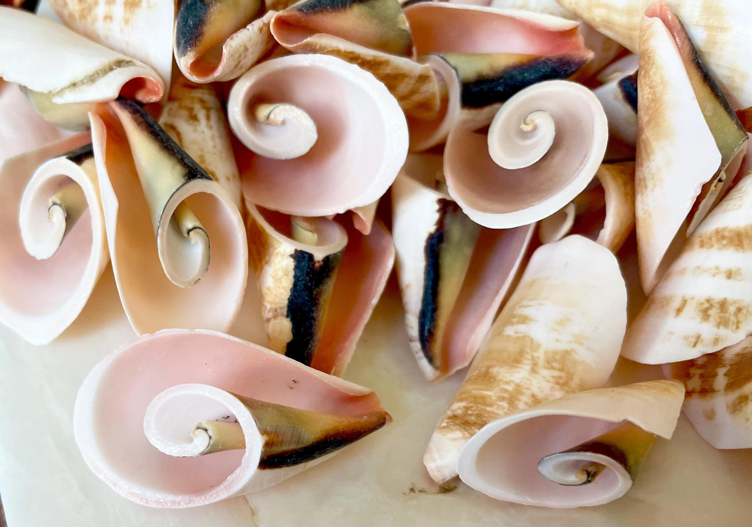 PINK LILY CUT Shells 1.25"-1.75" Long *You Choose Quantity* Slices Craft Seashells - Image 5