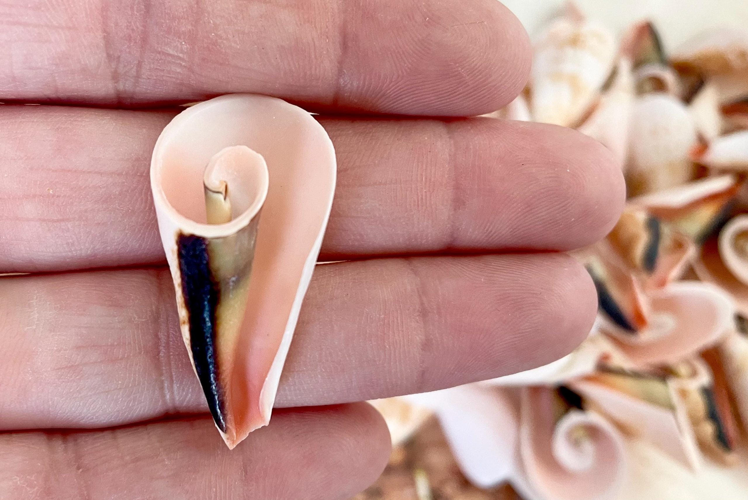 PINK LILY CUT Shells 1.25"-1.75" Long *You Choose Quantity* Slices Craft Seashells - Image 8