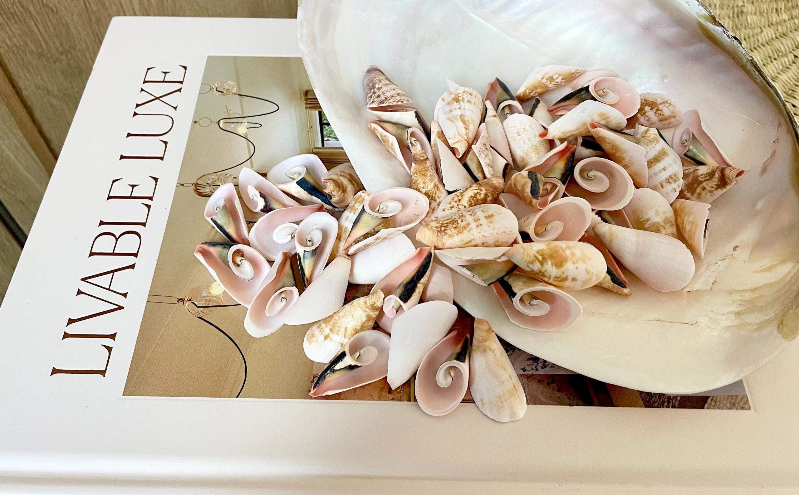 PINK LILY CUT Shells 1.25"-1.75" Long *You Choose Quantity* Slices Craft Seashells - Image 13