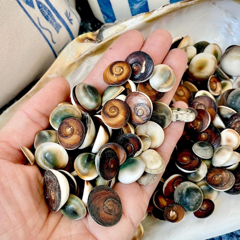 GREEN CAT EYE Operculum Shells .5-1" *You Choose Quantity* Small Craft Seashells